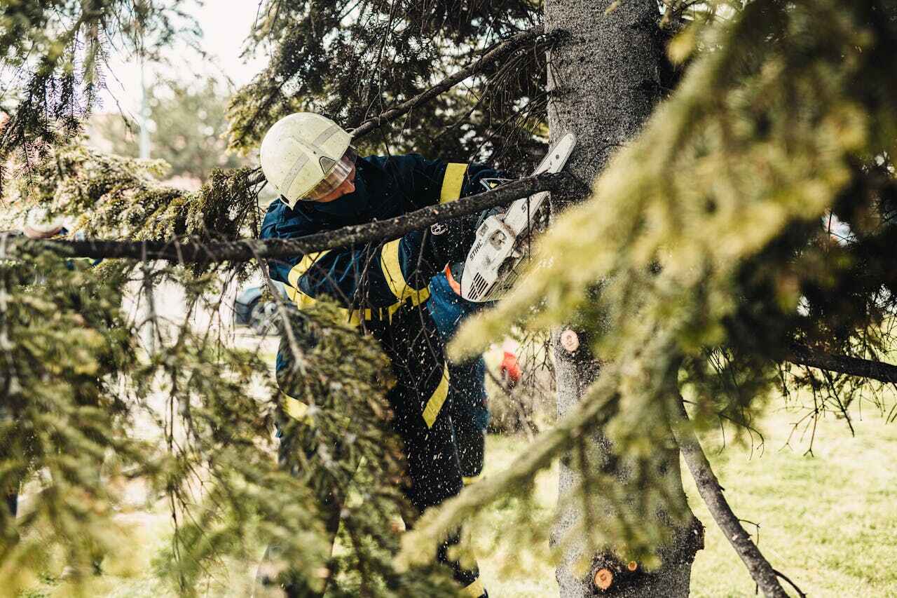 Reliable New Prague, MN Tree Service Solutions